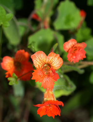 TROPAEOLUM SMITHII