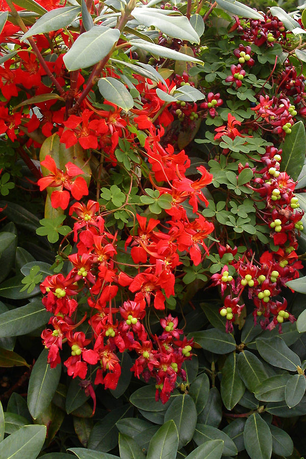 TROPAEOLUM SPECIOSUM