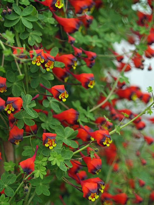 TROPAEOLUM TRIColour
