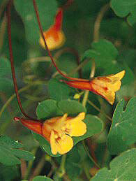 TROPAEOLUM TUBEROSUM var.LINEAMACULATUM 'KEN ASLET'