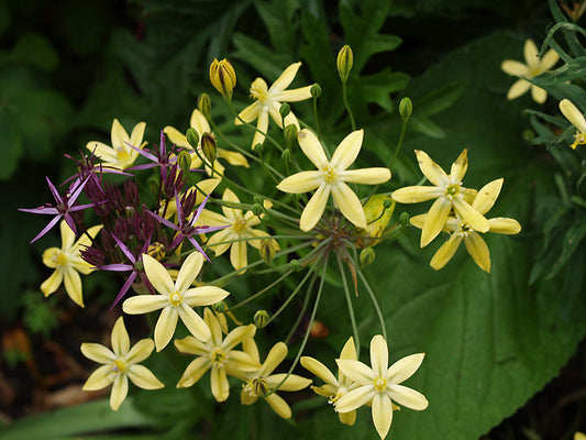 TRITELEIA IXIOIDES var.SCABRA NNS 98-538