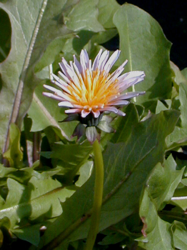 TARAXACUM PSEUDOROSEUM