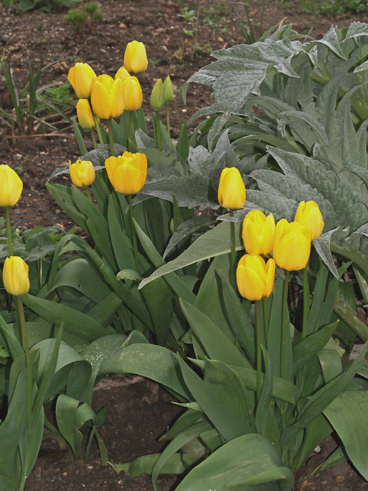 TULIPA 'APELDOORN' yellow