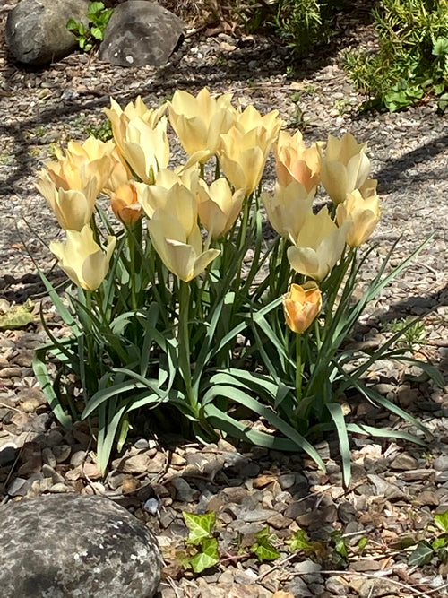 TULIPA BATALINII 'BRIGHT GEM'