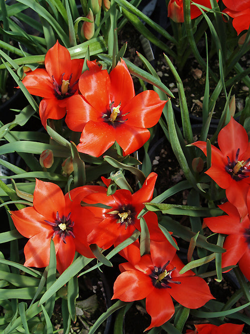 TULIPA BATALINII 'RED GEM'