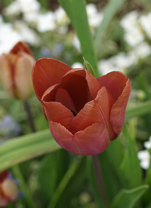 TULIPA 'BRUINE WIMPEL'