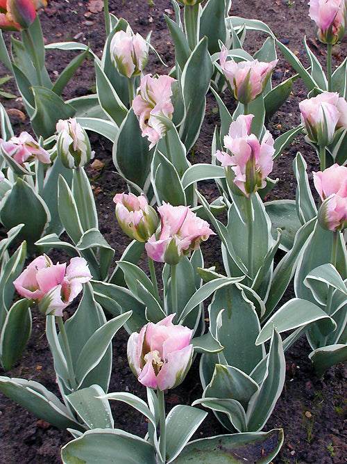 TULIPA 'CHINA TOWN'