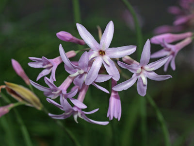 TULBAGHIA CODDII