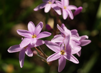 TULBAGHIA VIOLACEA var.MARITIMA
