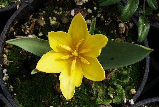 TULIPA DUBIA 'TSCHIMGAN'