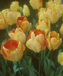 TULIPA 'DAYDREAM'