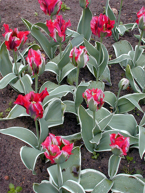 TULIPA 'ESPERANTO'