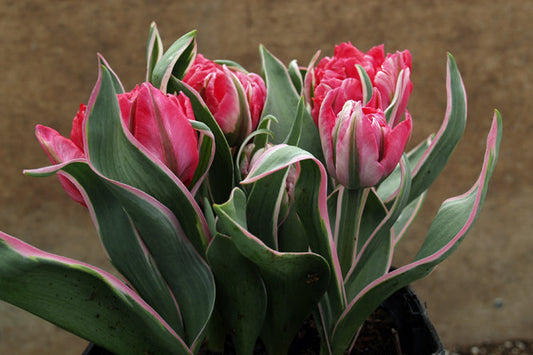 TULIPA 'ETERNAL FLAME'