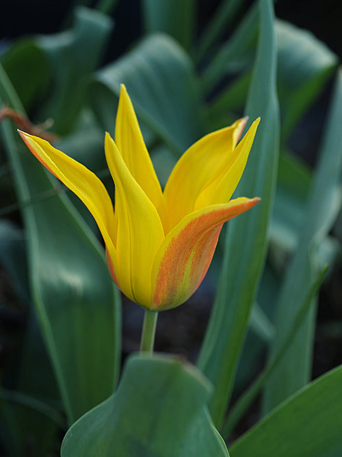 TULIPA FERGANICA