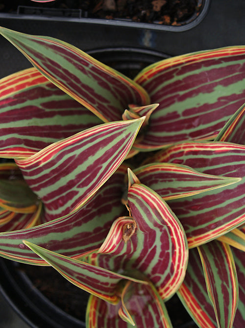 TULIPA 'FIRE OF LOVE'