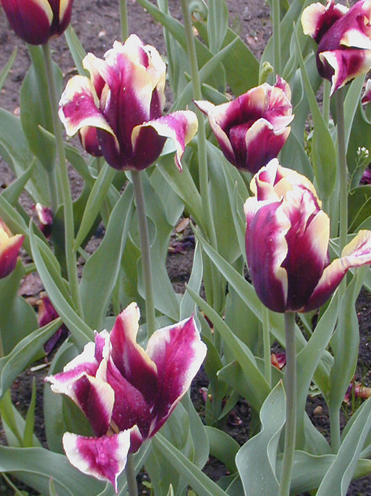 TULIPA 'GAVOTA'