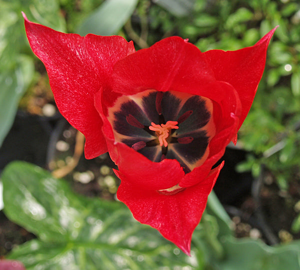 TULIPA GESNERIANA