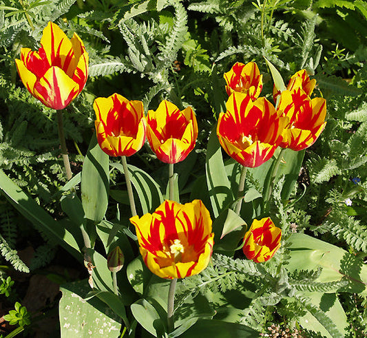 TULIPA 'HELMAR'