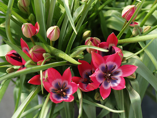 TULIPA 'LITTLE BEAUTY'