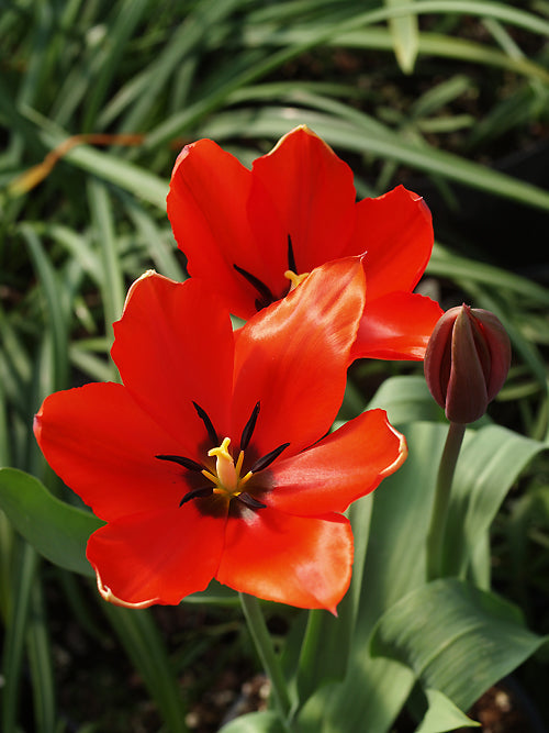 TULIPA LANATA