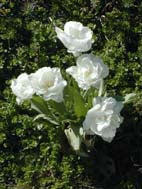 TULIPA 'MOUNT TACOMA'