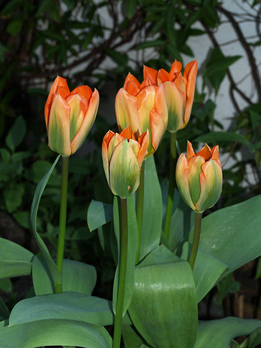 TULIPA 'ORANGE EMPEROR'