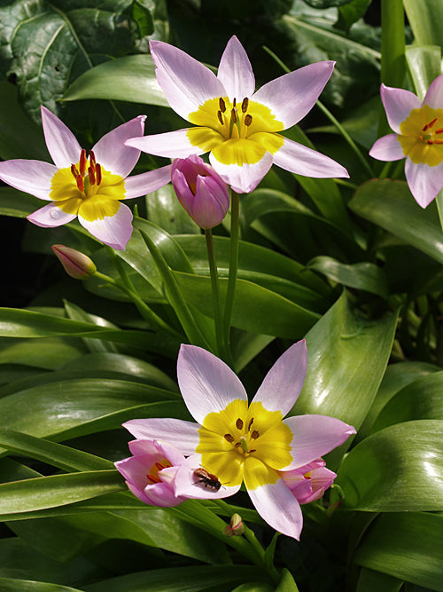 TULIPA SAXATALIS BAKERI GROUP 'LILAC WONDER'