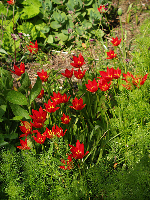 TULIPA SPRENGERI 'TROTTER'S FORM'