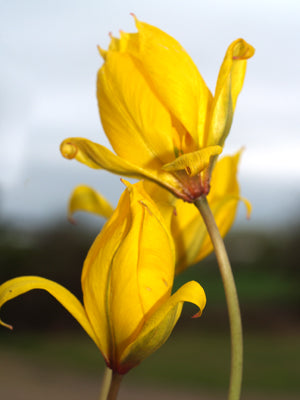 TULIPA SYLVESTRIS
