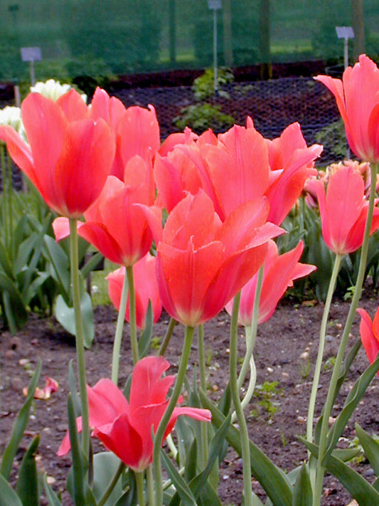 TULIPA 'TEMPLE OF BEAUTY'