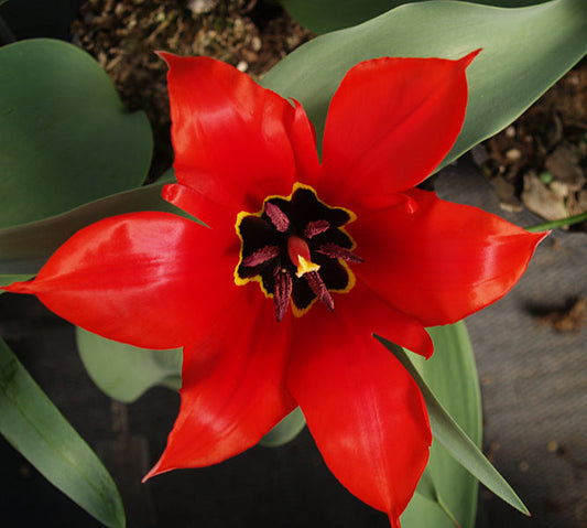 TULIPA UNDULATIFOLIA