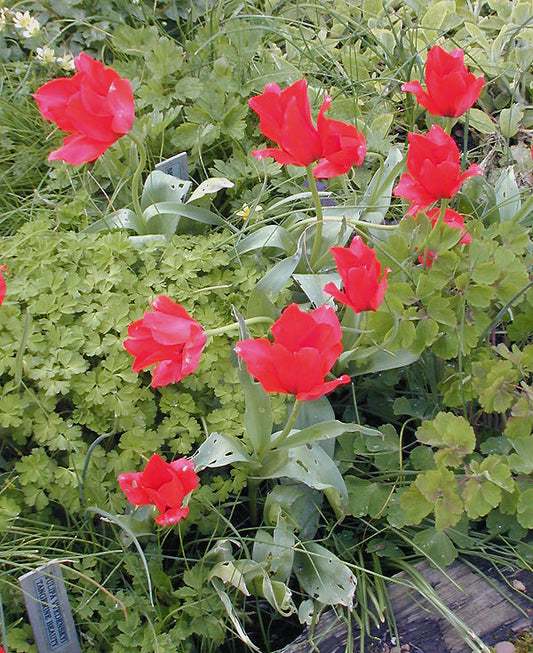 TULIPA VVEDENSKYI 'TANGERINE BEAUTY'