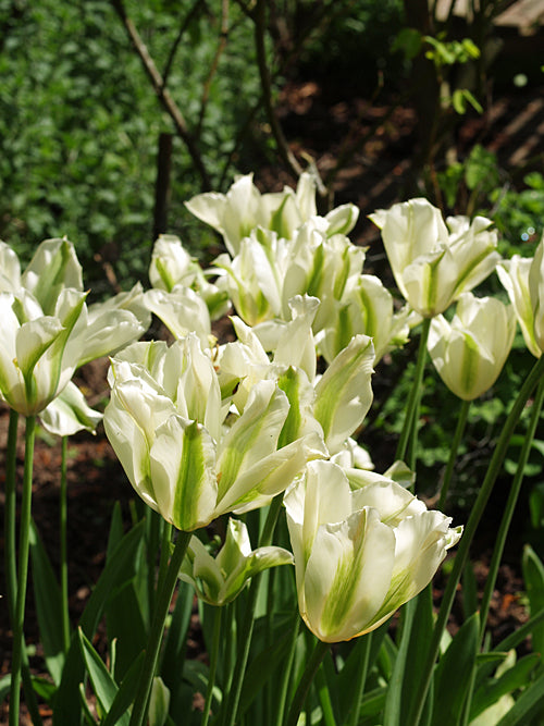 TULIPA VIRIDIFLORA 'SPRING GREEN'