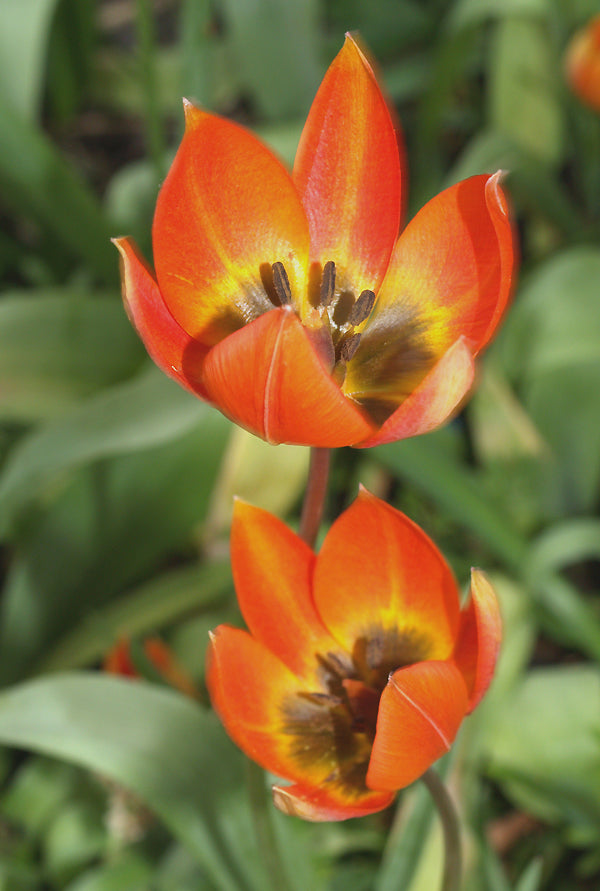 TULIPA WHITTALLII