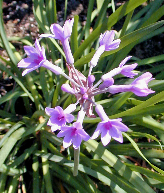 TULBAGHIA CAPENSIS