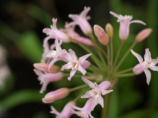 TULBAGHIA FRAGRANS