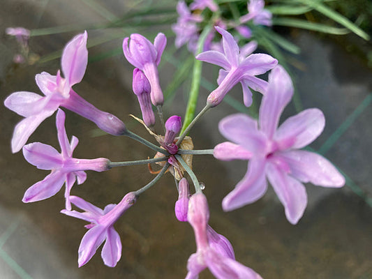 TULBAGHIA VIOLACEA