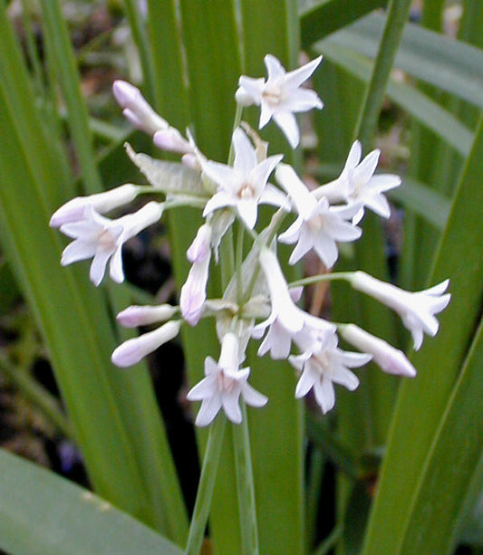 TULBAGHIA VERDOORNIAE