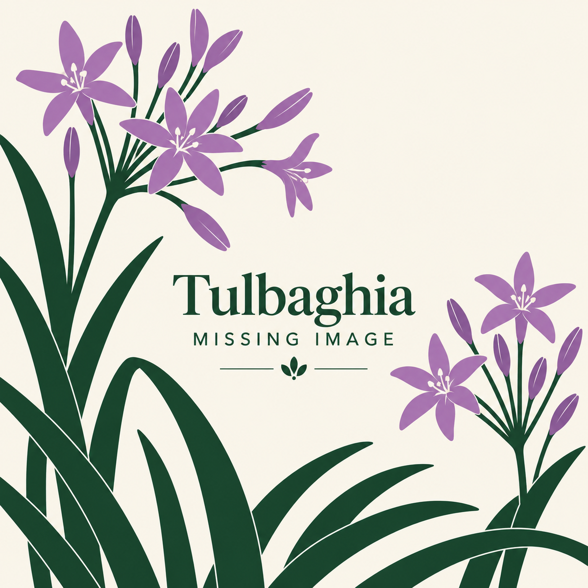 Tulbaghia plants for sale