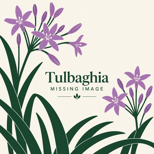 Tulbaghia plants for sale