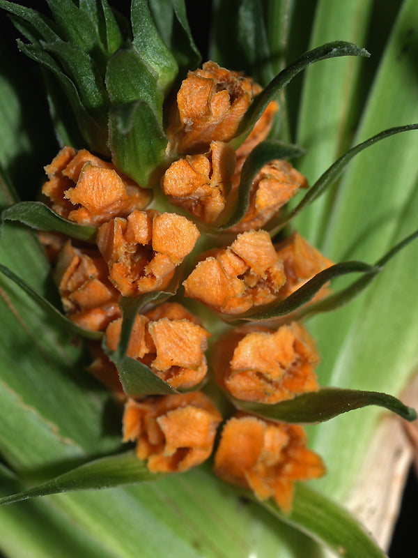 TUPISTRA AURANTIACA BSWJ 2267