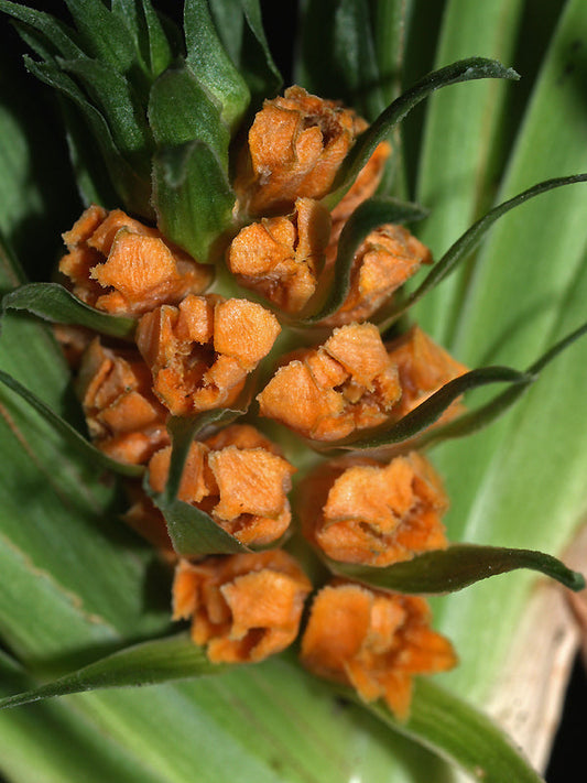 TUPISTRA AURANTIACA BSWJ 2267