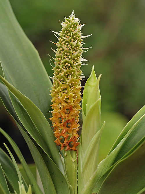 TUPISTRA GRANDISTIGMA