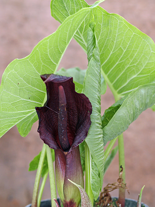 TYPHONIUM GIGANTEUM