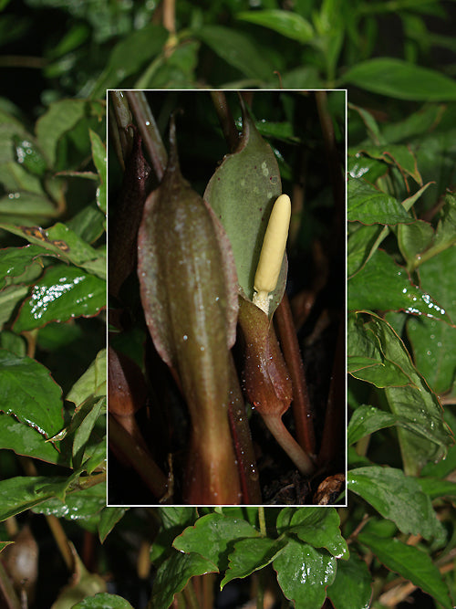 TYPHONIUM HORSFIELDII