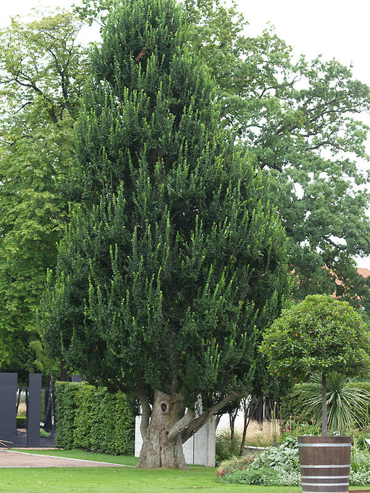 ULMUS GLABRA 'EXONIENSIS'