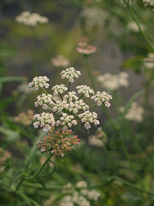 UNKNOWN APIACEAE bristly stems W&B BG H-4