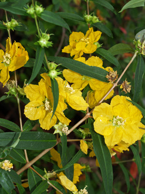 HEIMIA SALICIFOLIA RCB RA-P-7