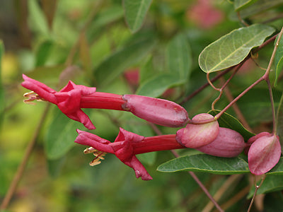 DOLICHANDRA CYNANCHOIDES RCB RA-Q-4