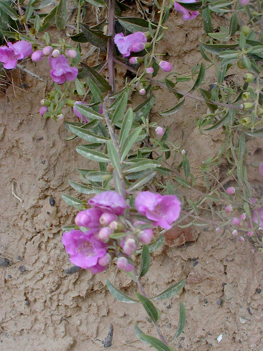 PENSTEMON? SP. RCB RA-V-1
